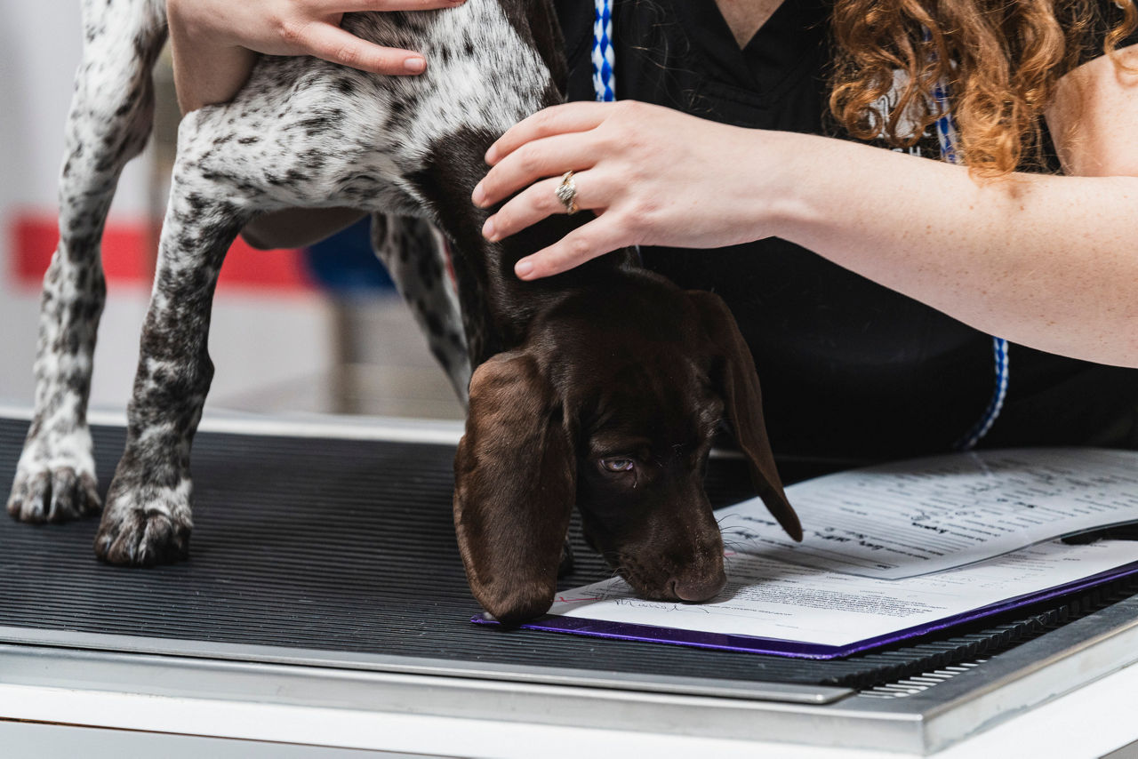dog playing with a toy