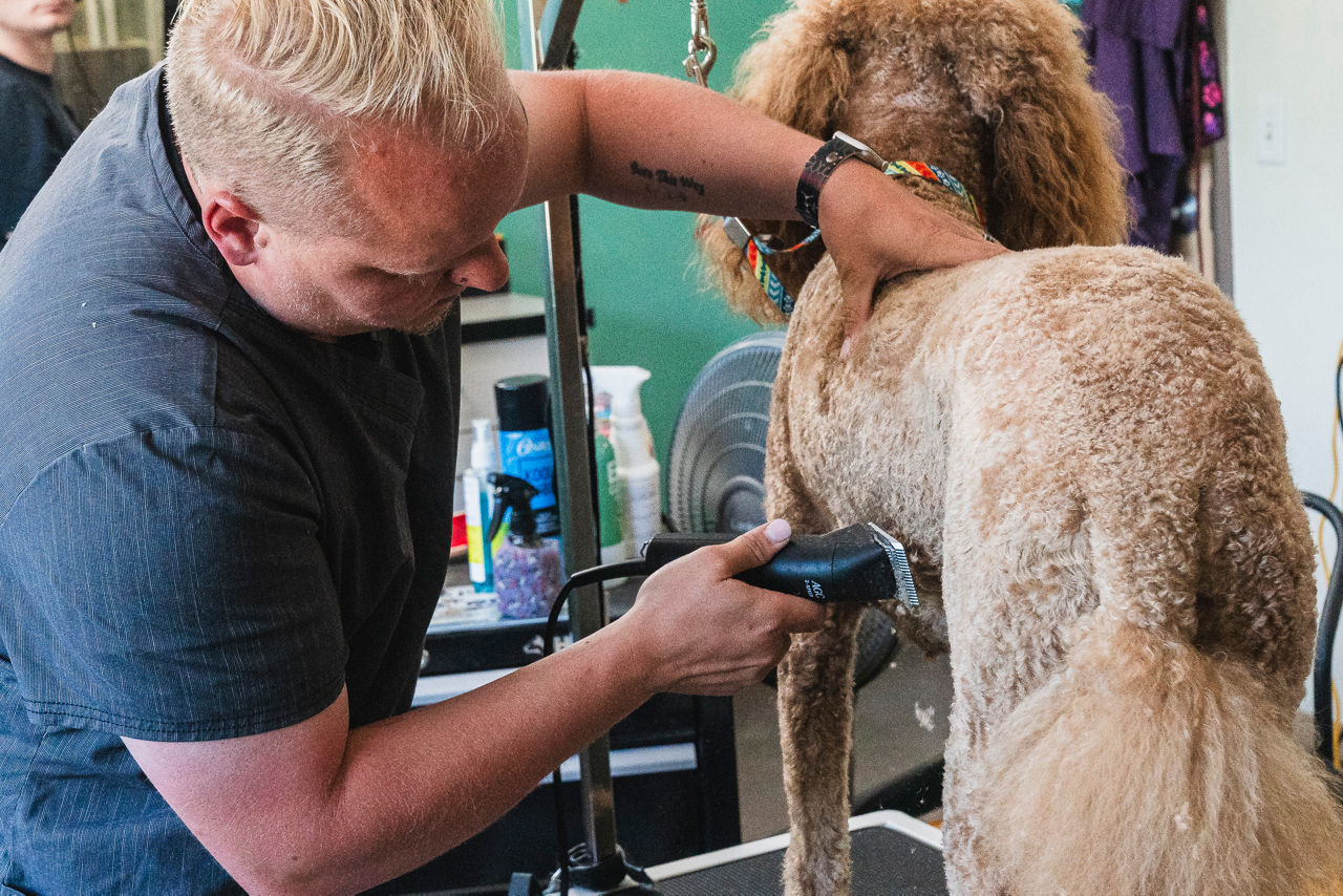 Goldendoodle being groomed