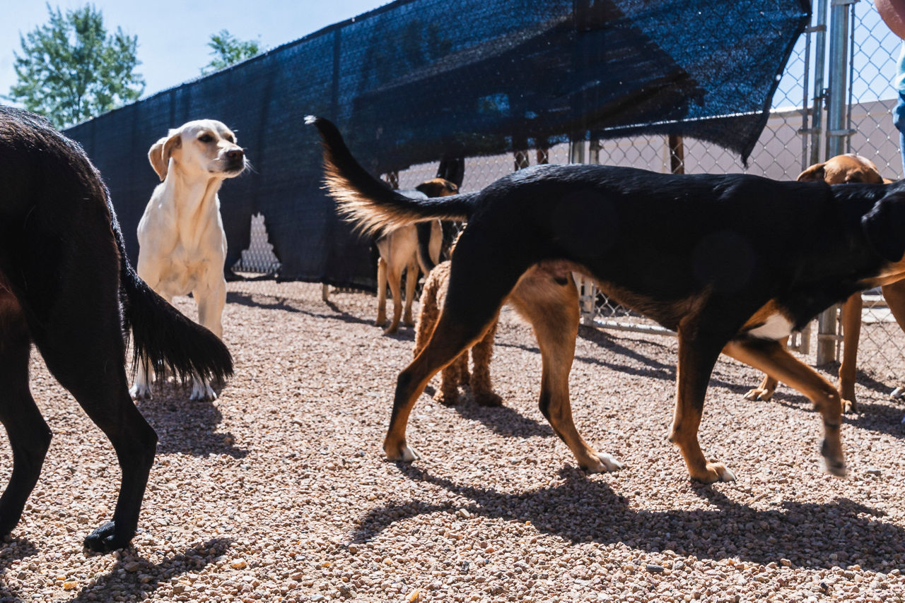 Dogs playing in play yard