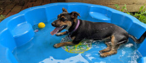 Keeping Hot Dogs Cool