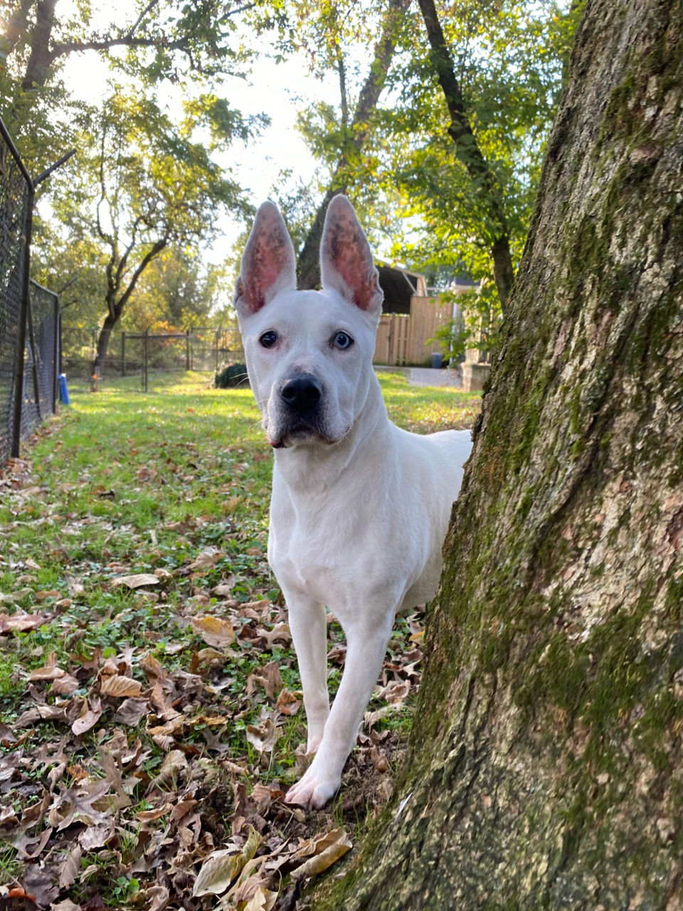 white dog behind tree