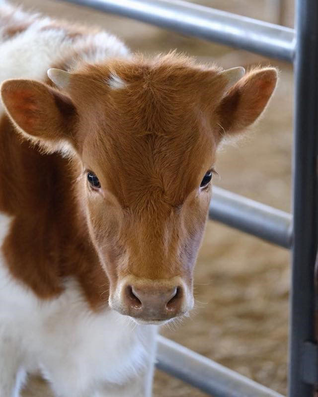 cow