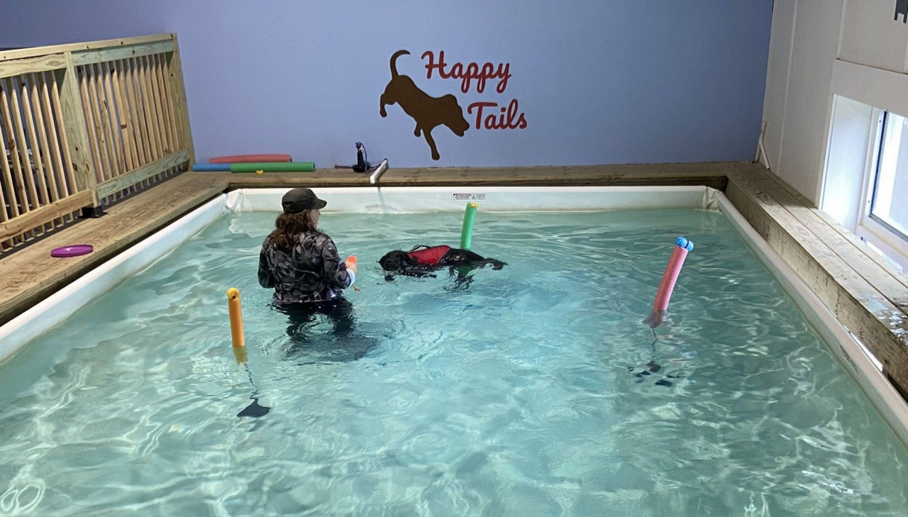 dog in pool