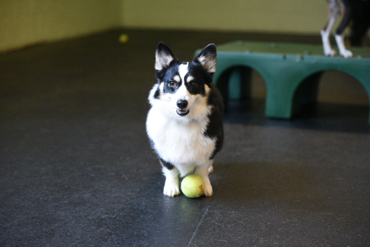 Dog chewing on orange ball.