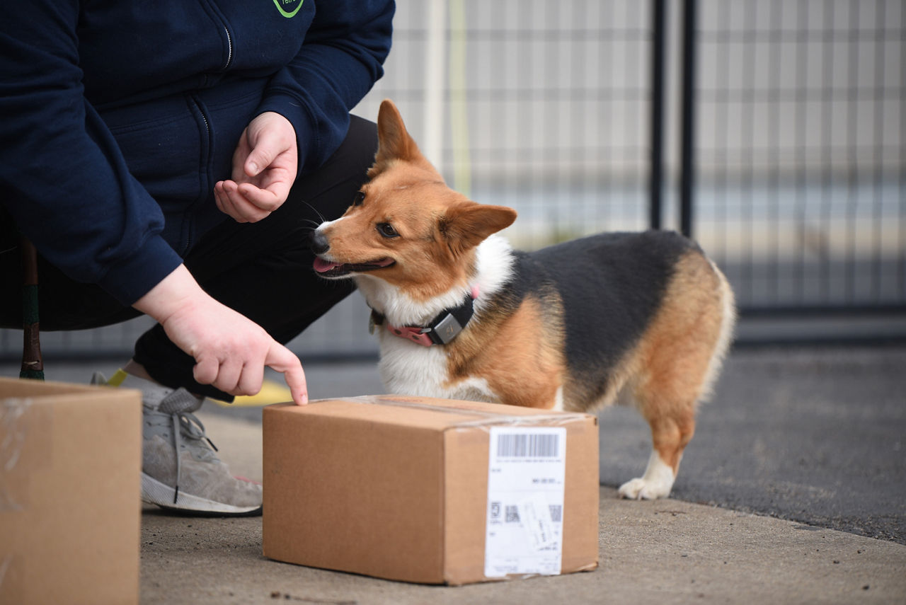 Dog holding their paw to a person's hand.