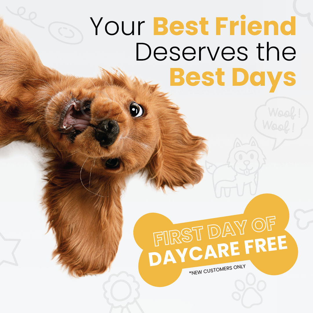 Daycare Promotion