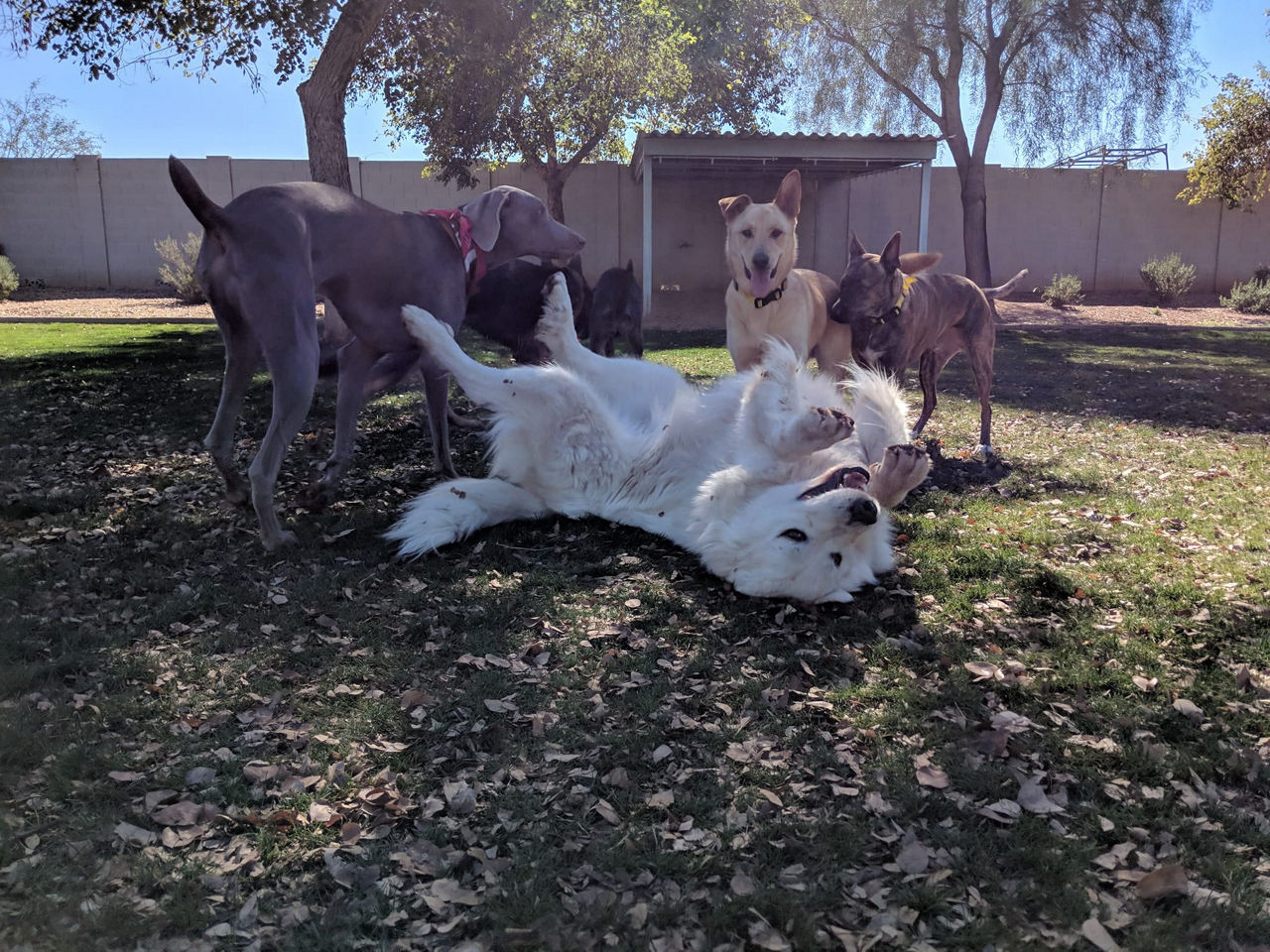 Dogs playing