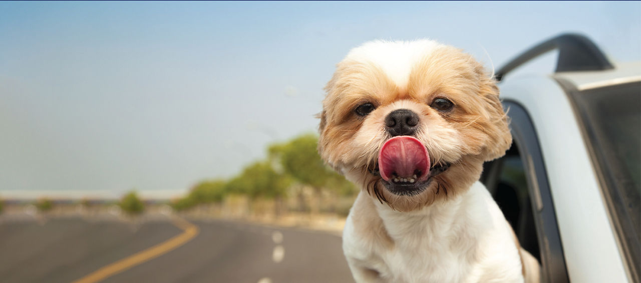 Dog showing tongue