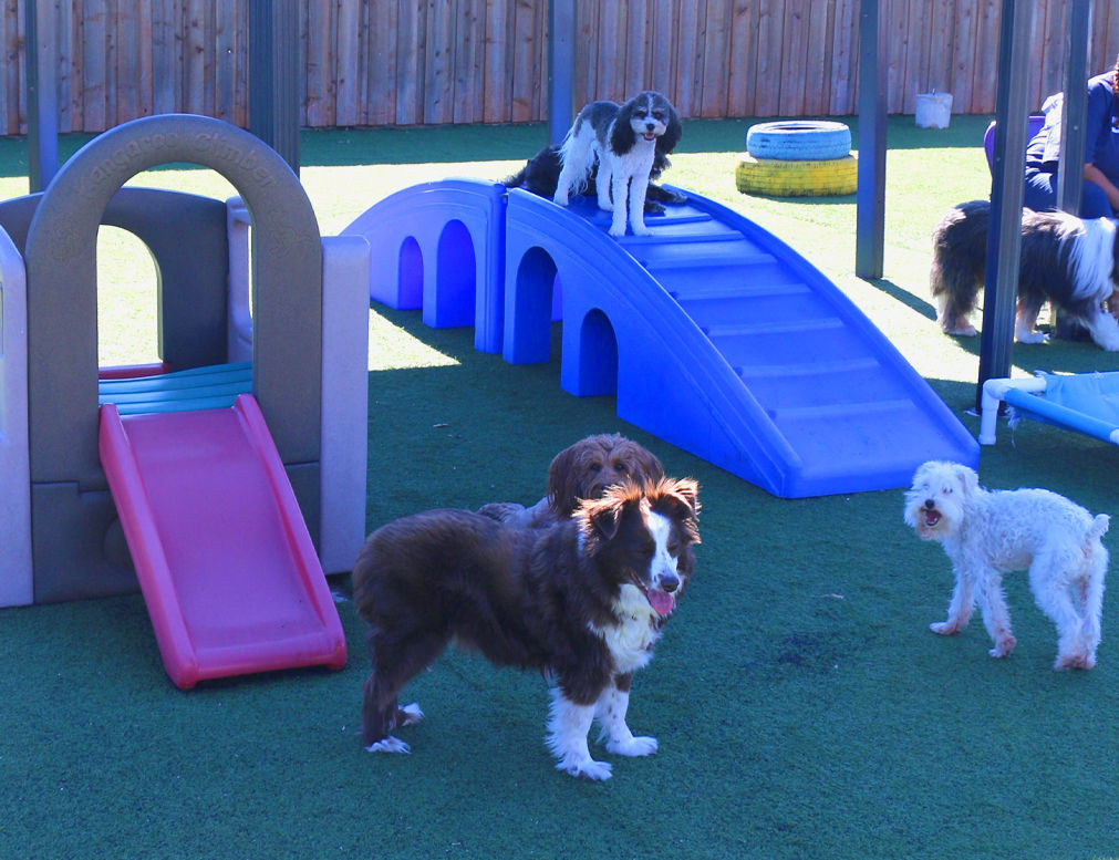 three-dogs-playing-toy