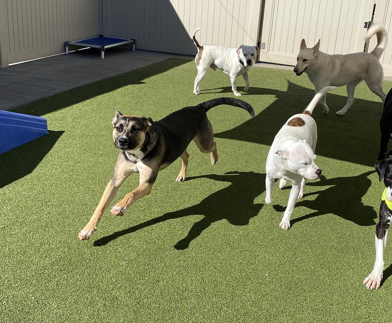 Dog playing at daycare