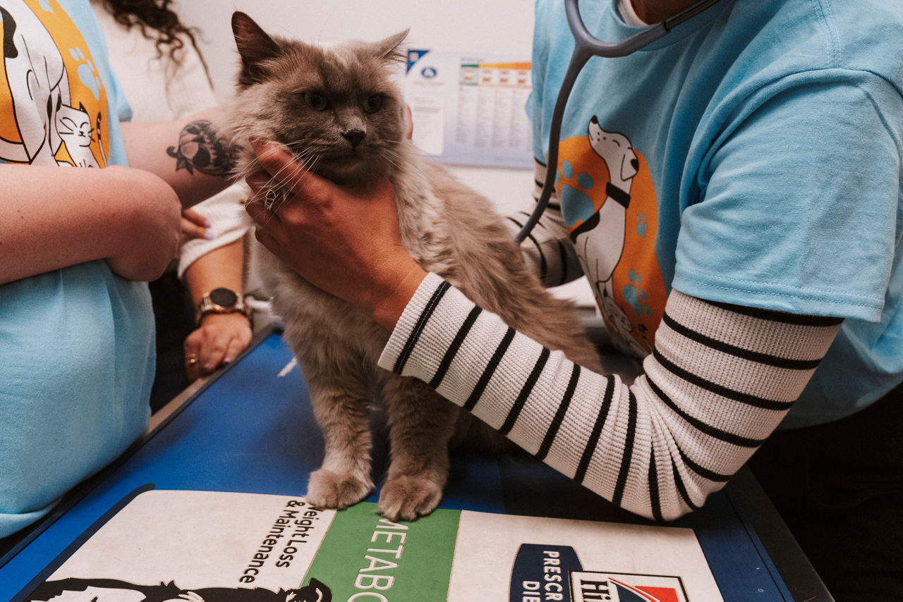 dog playing with a toy