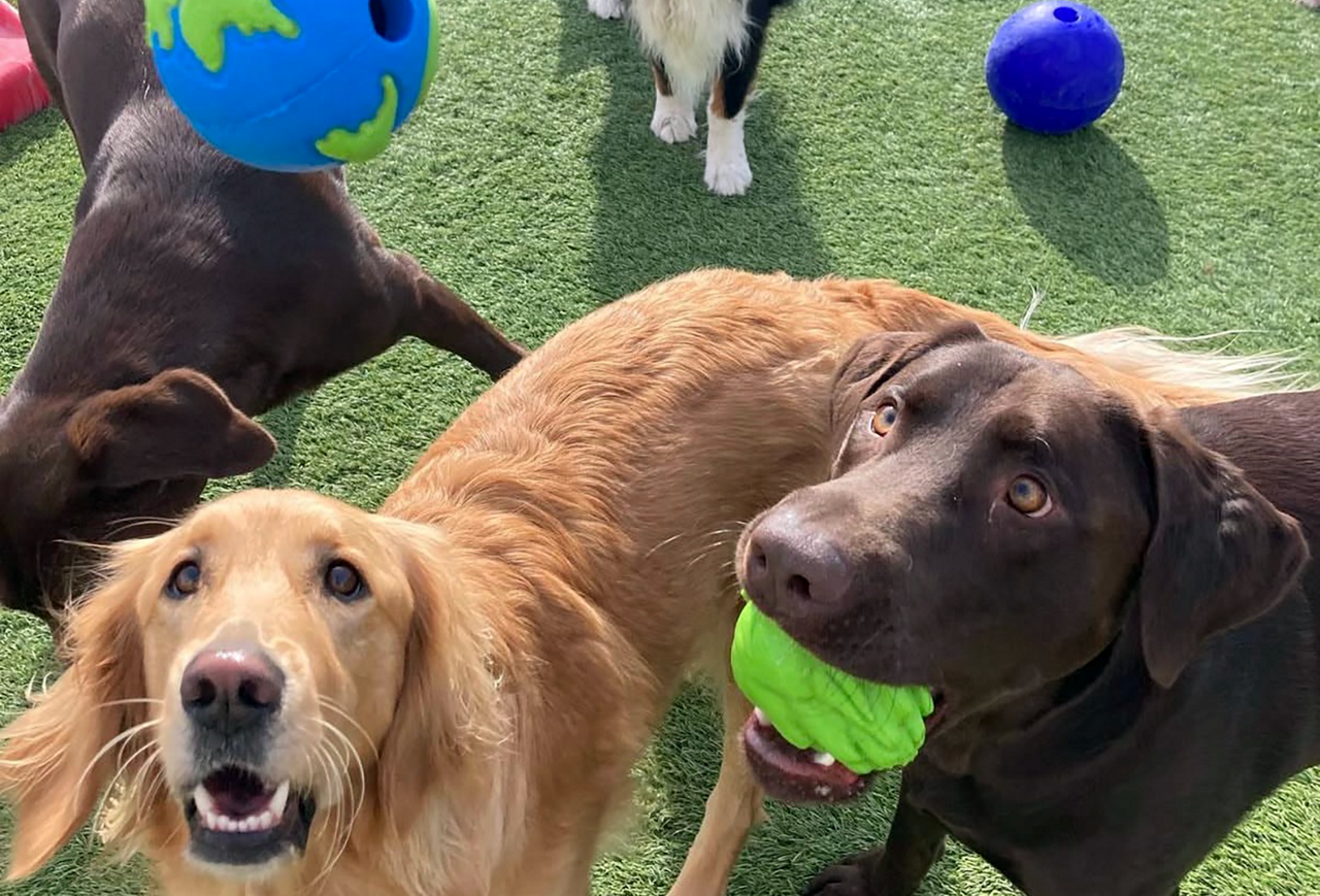 Chocolate lab and golden retriever playing with balls in the air.