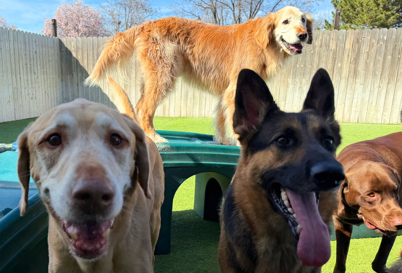 Dogs playing in the yard.