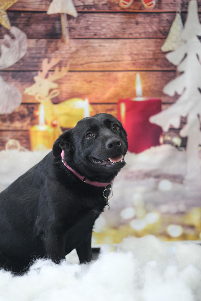 Brown dog yawning while laying in white bed.