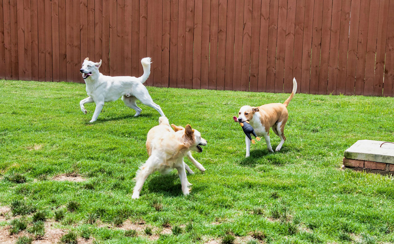 3 dogs playing