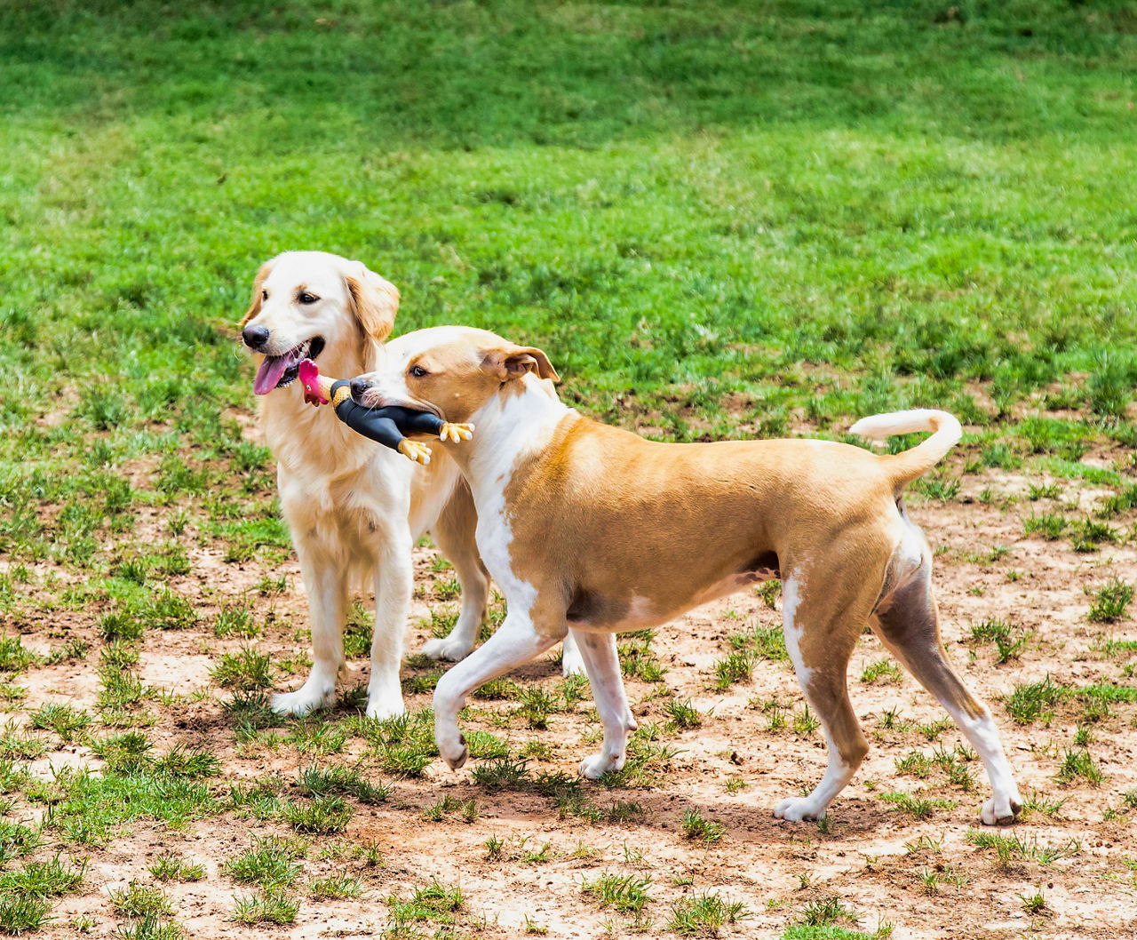 Two dogs playing tug.
