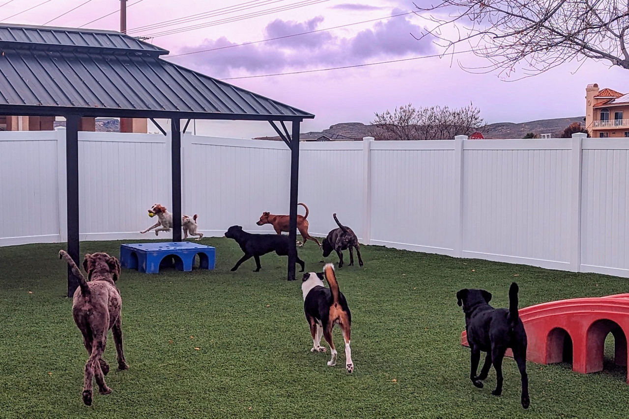 dogs playing