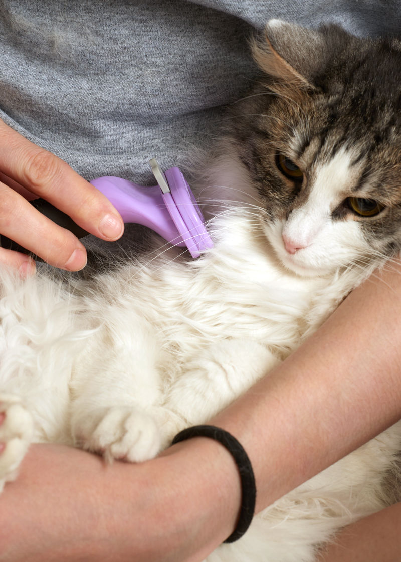 FURminator being used to groom a cat.