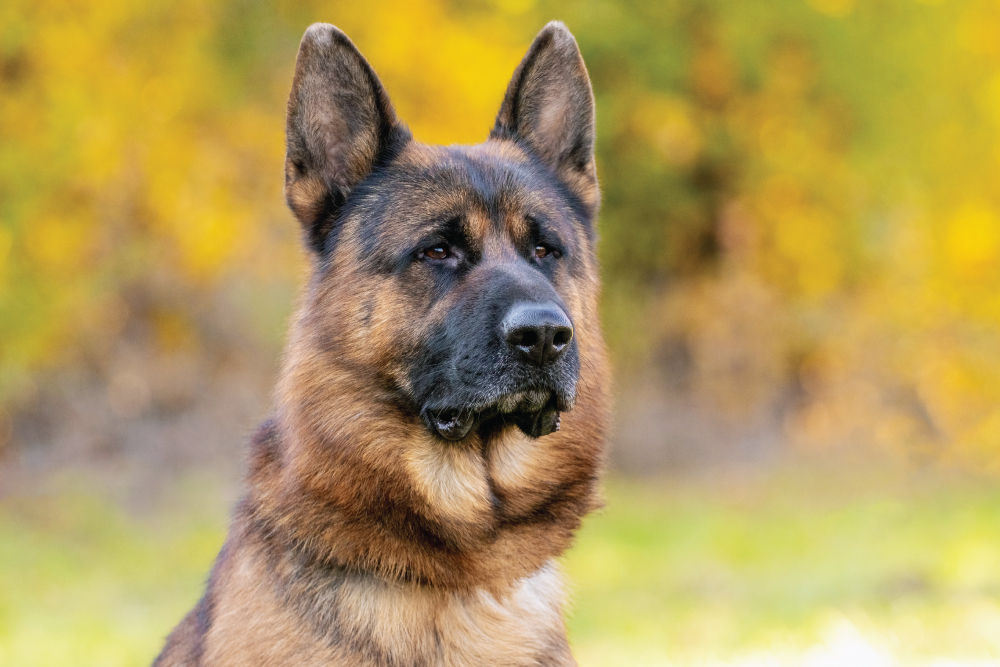 German Shepherd