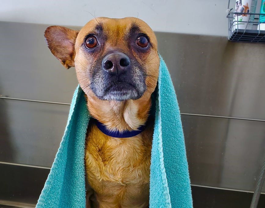 Corgi happily being bathed.