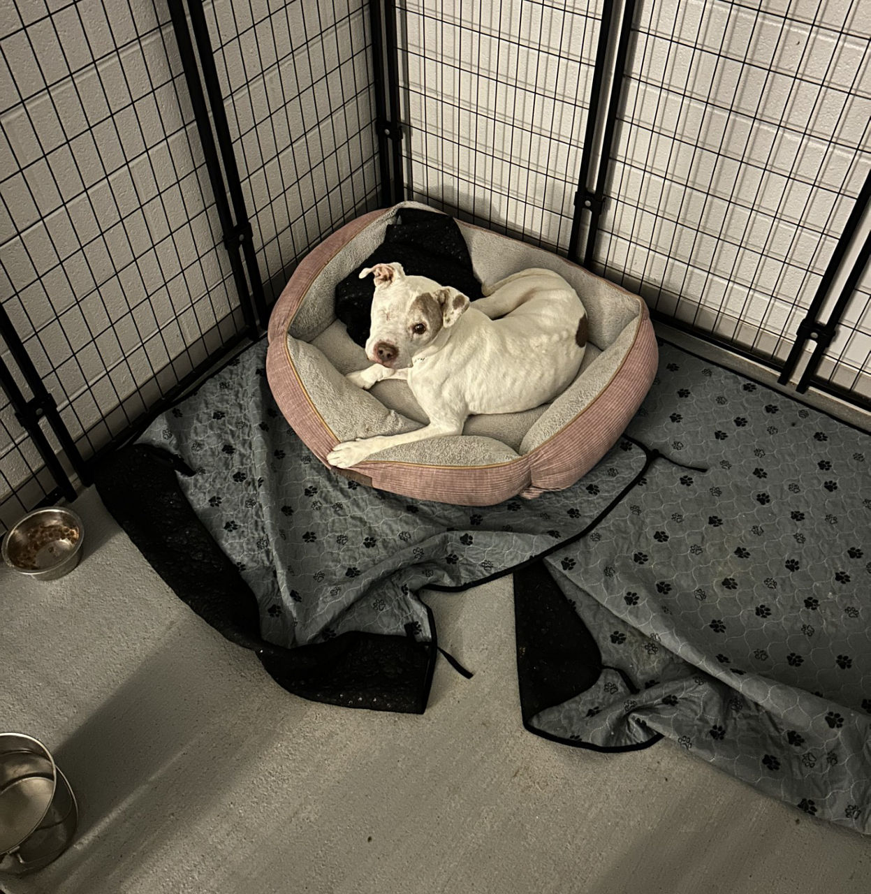 Pug Puppy Sitting On Bed