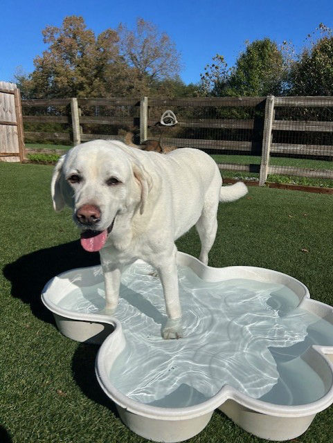 Smiling Golden Retriever