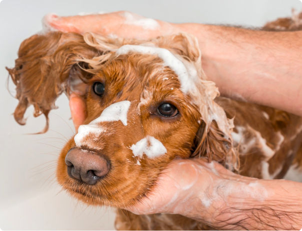 groomer-shaving-dog