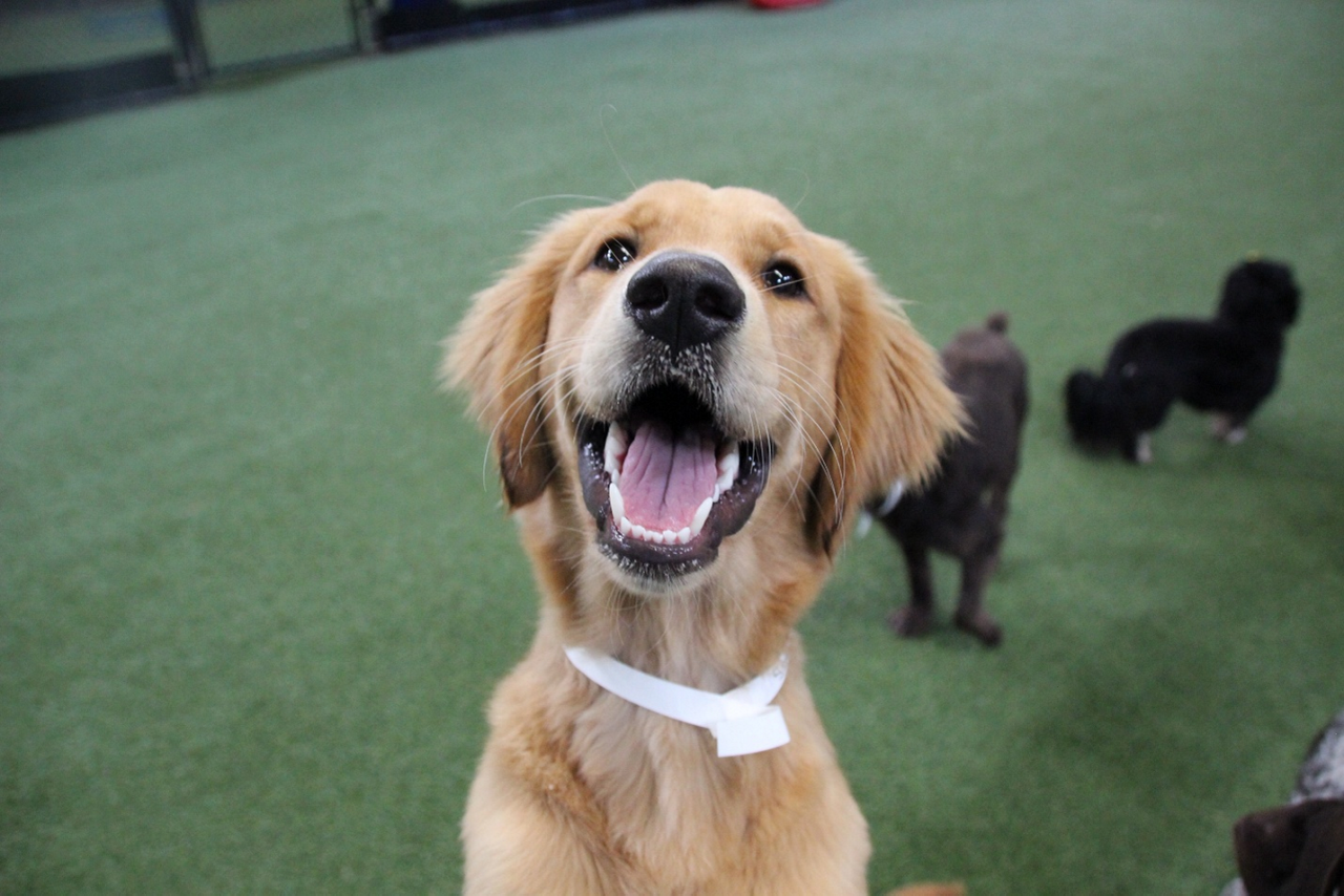 How Dog Daycare Can Help Reduce Separation Anxiety