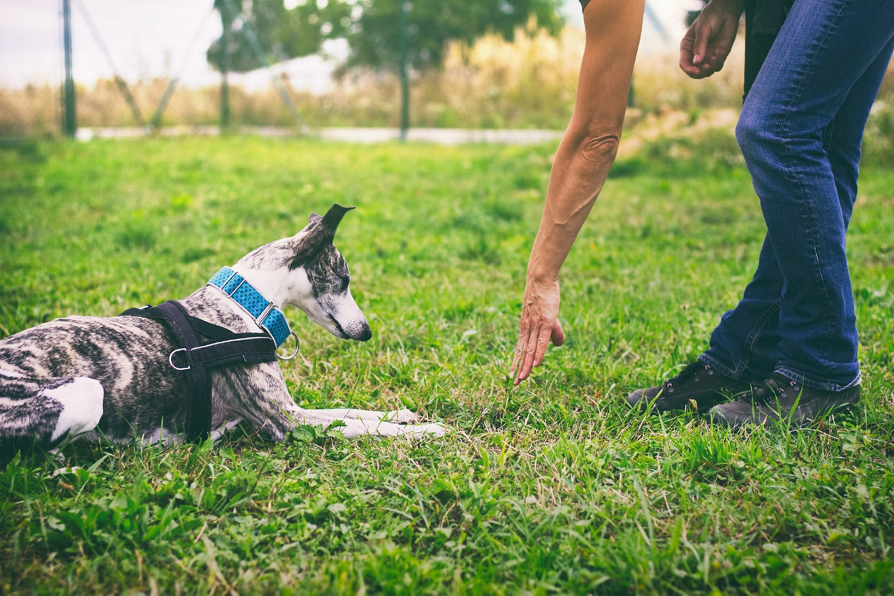 Top 5 Commands Every Dog Should Know