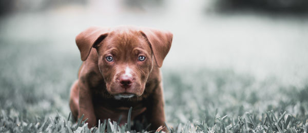 Dog smiling