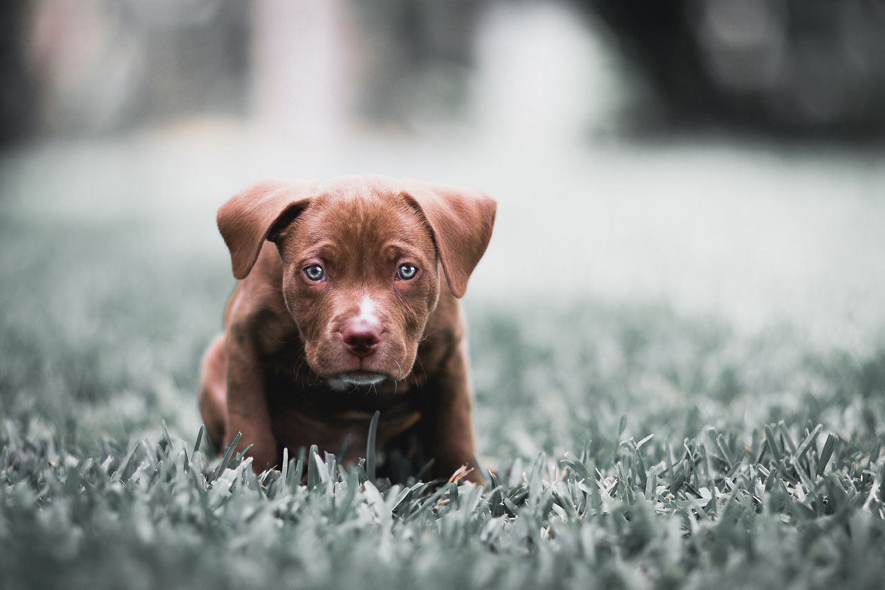 Cutest Blue Eyed American Pitbull Terrier Puppy