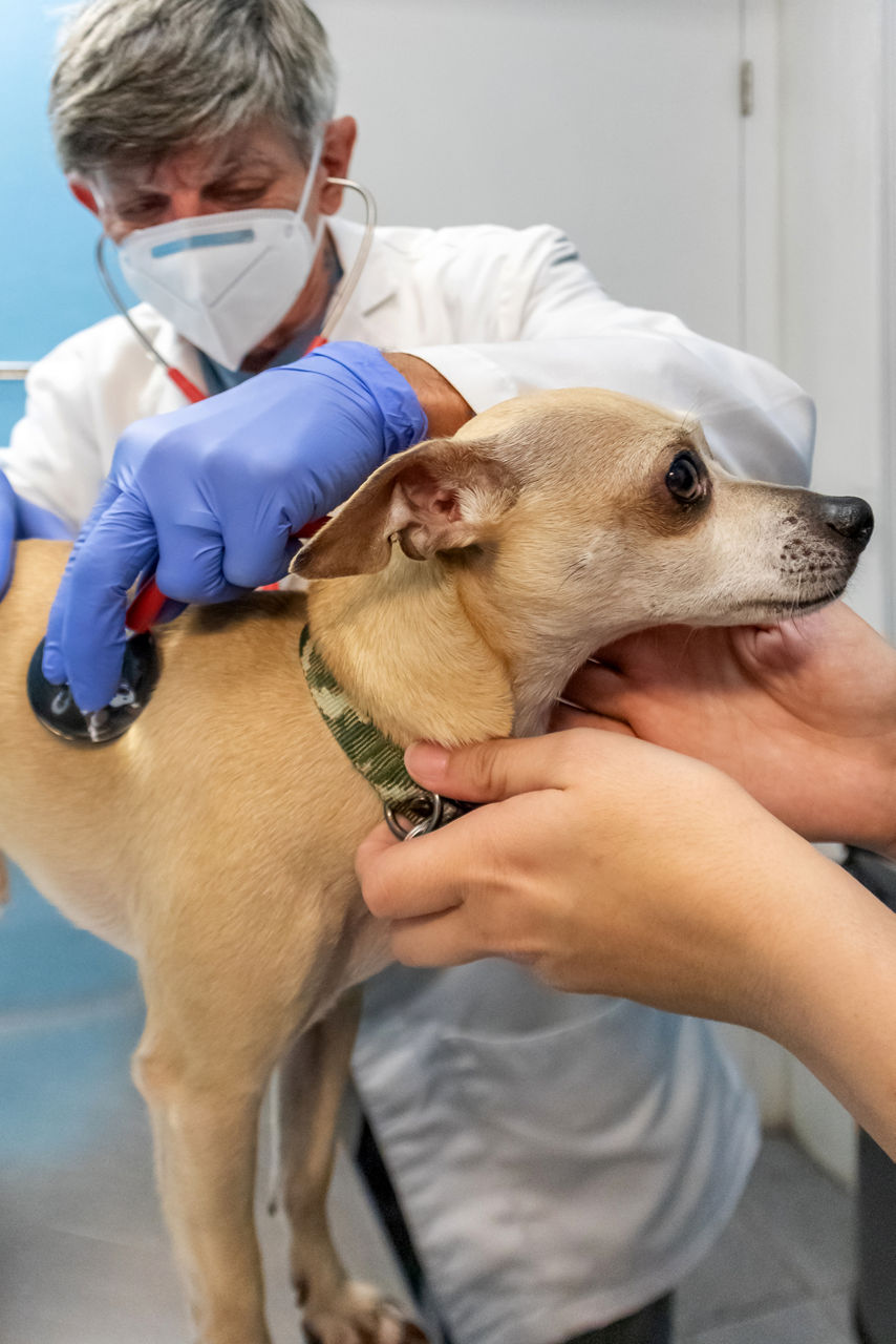 dog is getting health checkup 