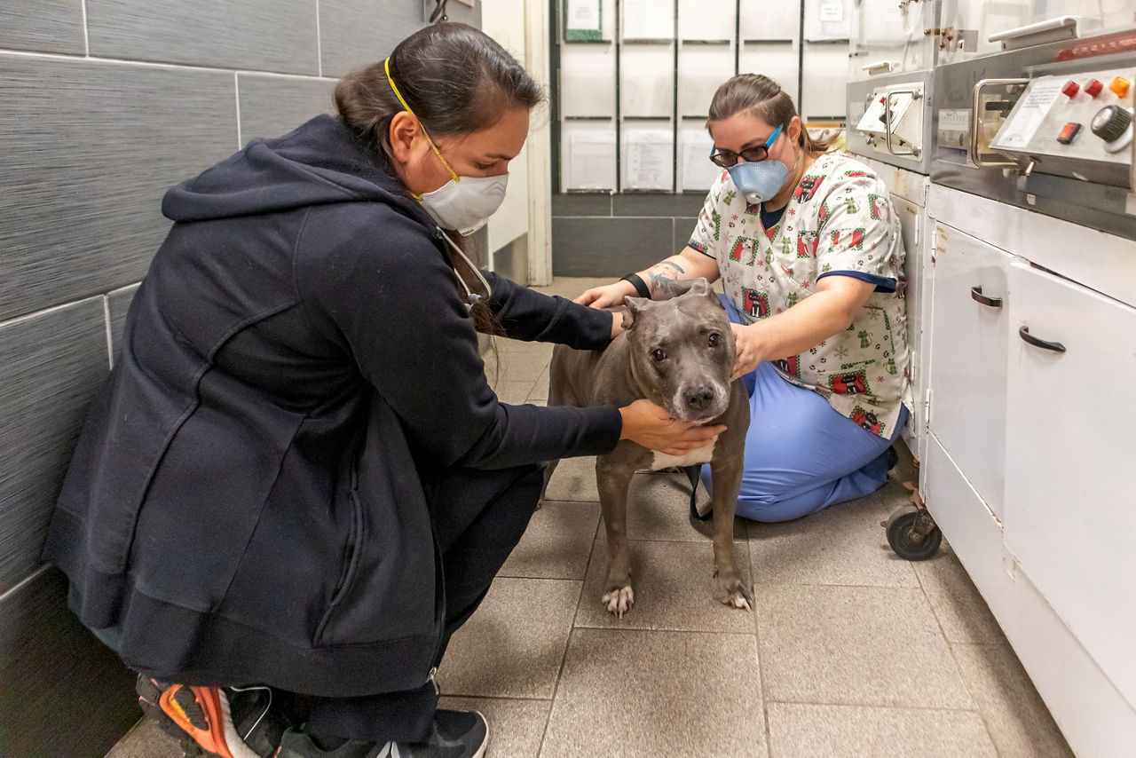 vet checking the dog