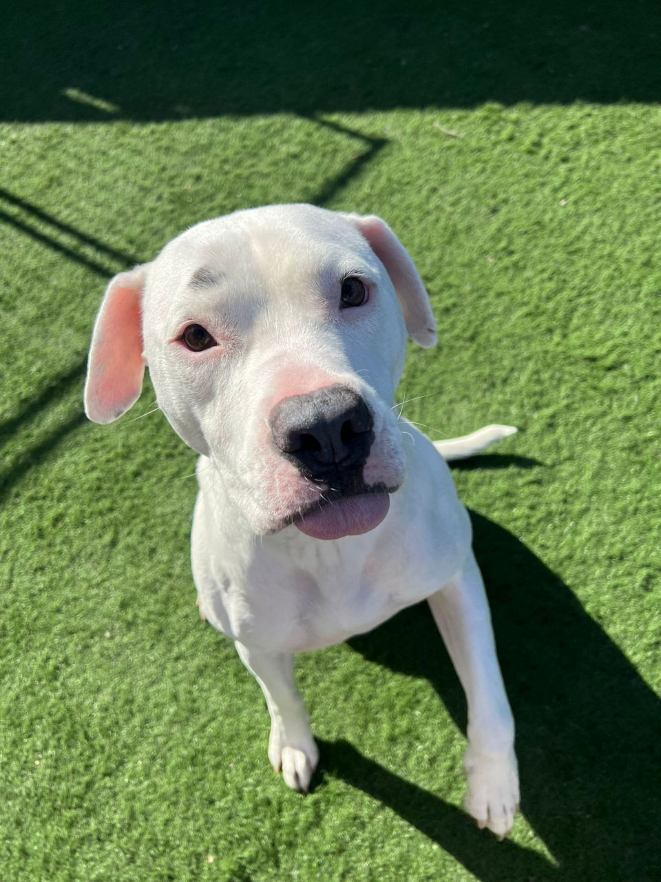 Luxury Pet Boarding, Dog Daycare, Grooming, and Training in Peabody, MA