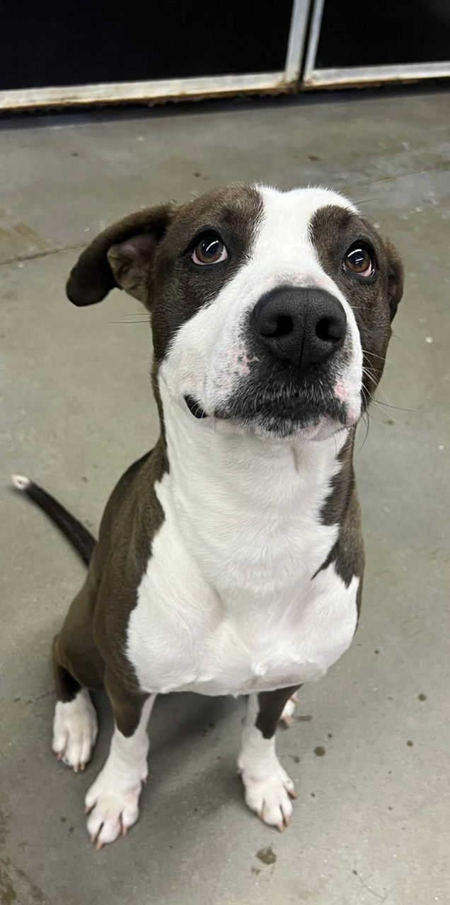 Dog Boarding Loyal Canines at Peabody, MA
