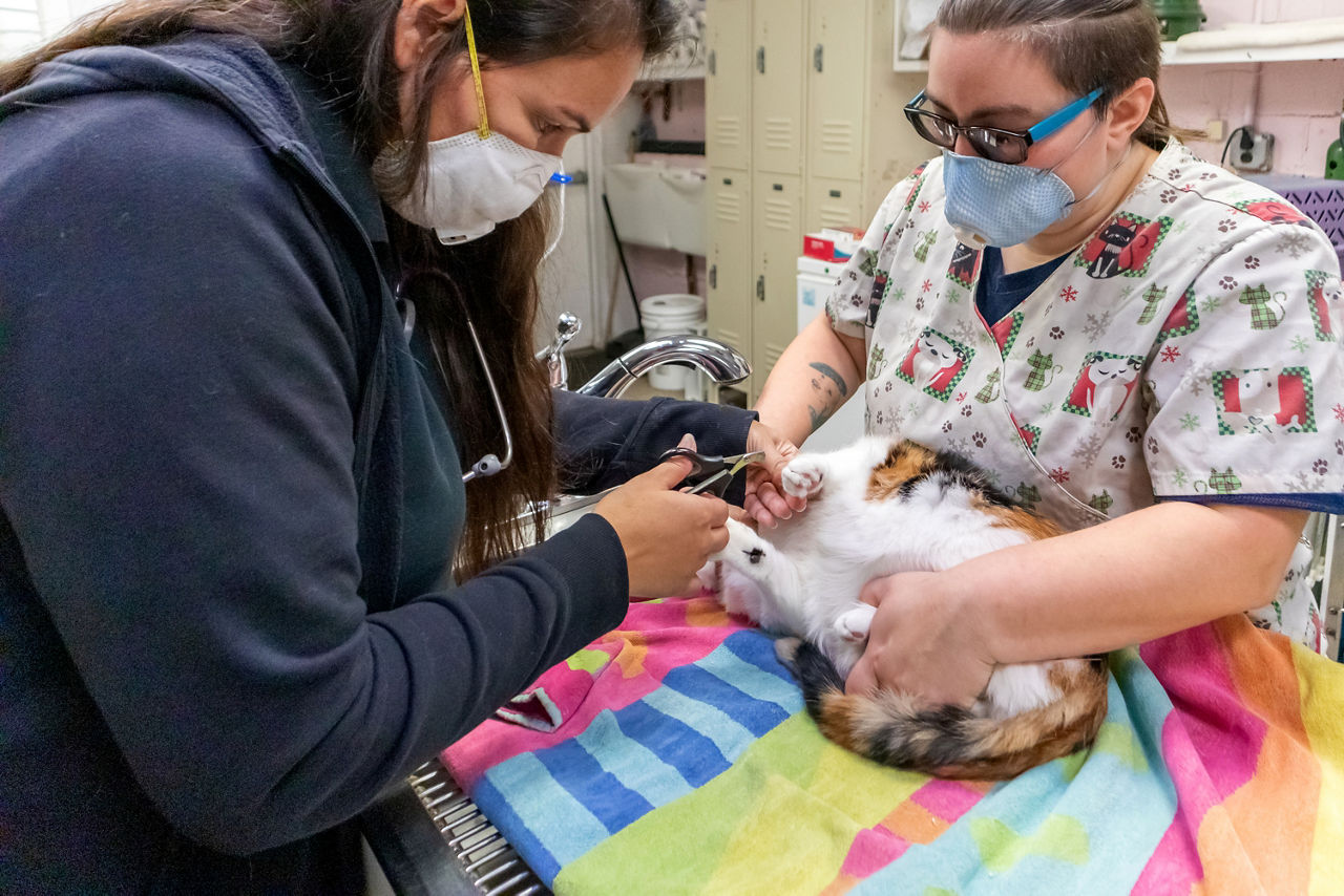 veterinarian checking the dog