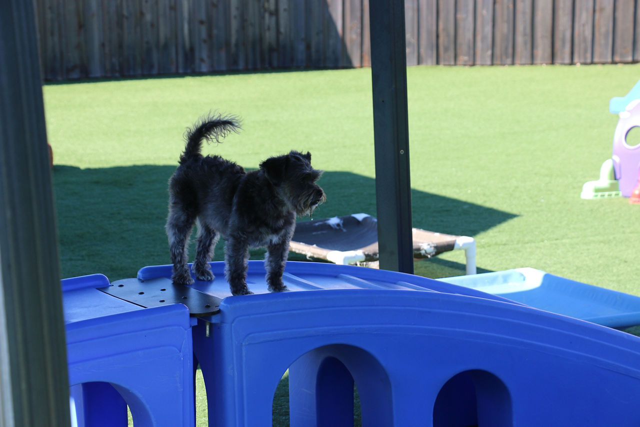 three-dogs-playing-toy