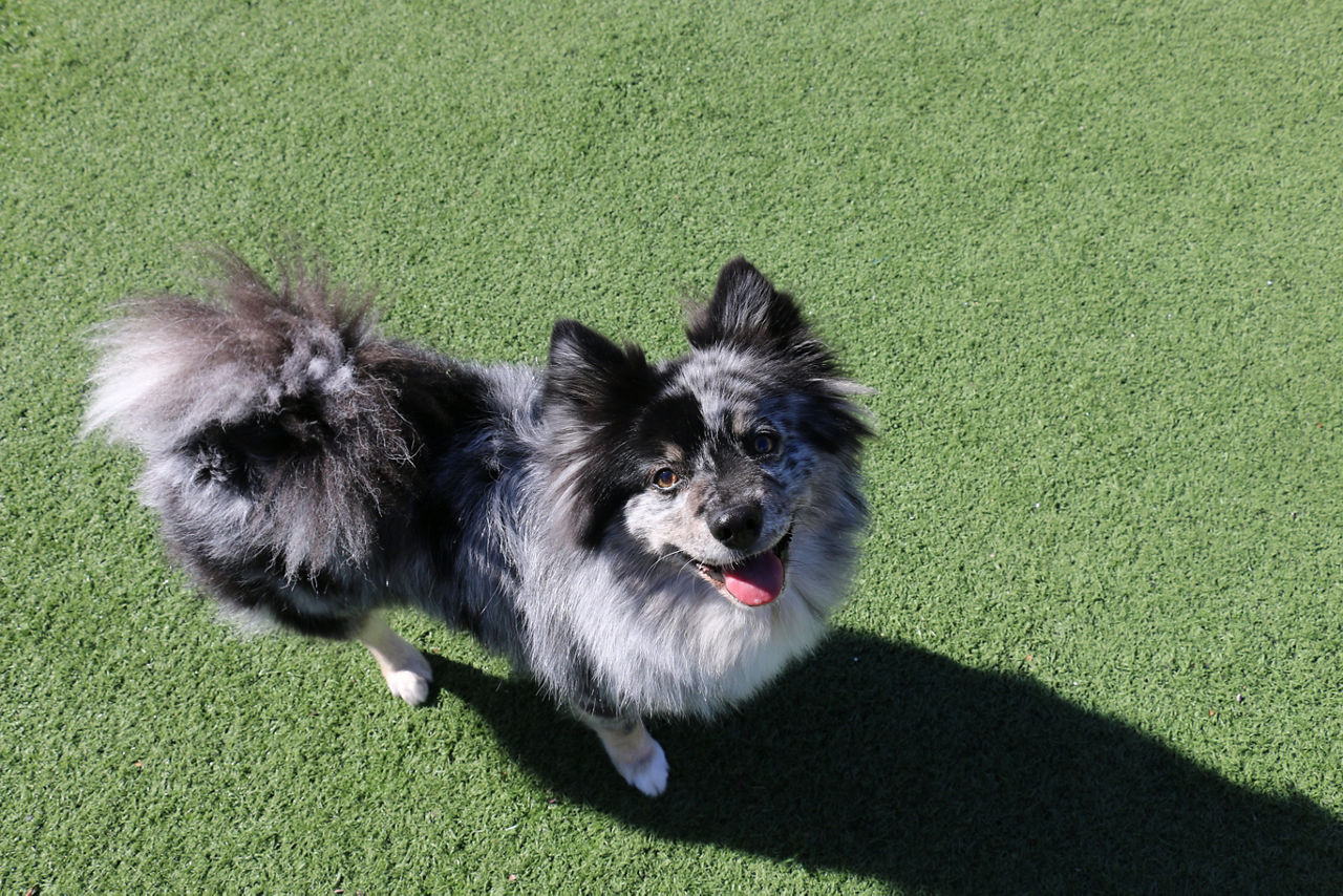 three-dogs-playing-toy