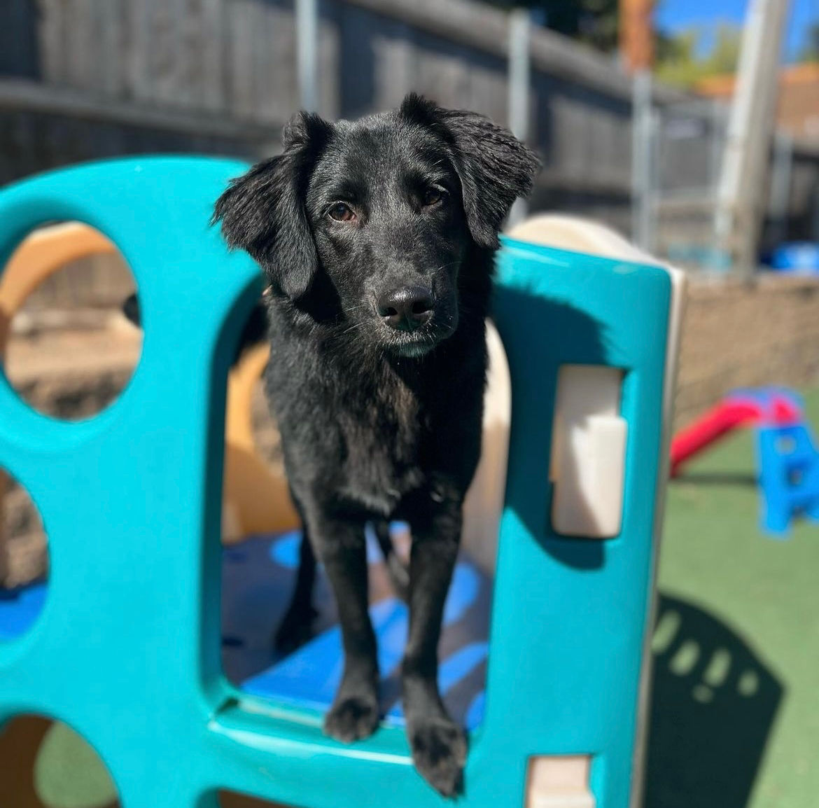 dog on a slide