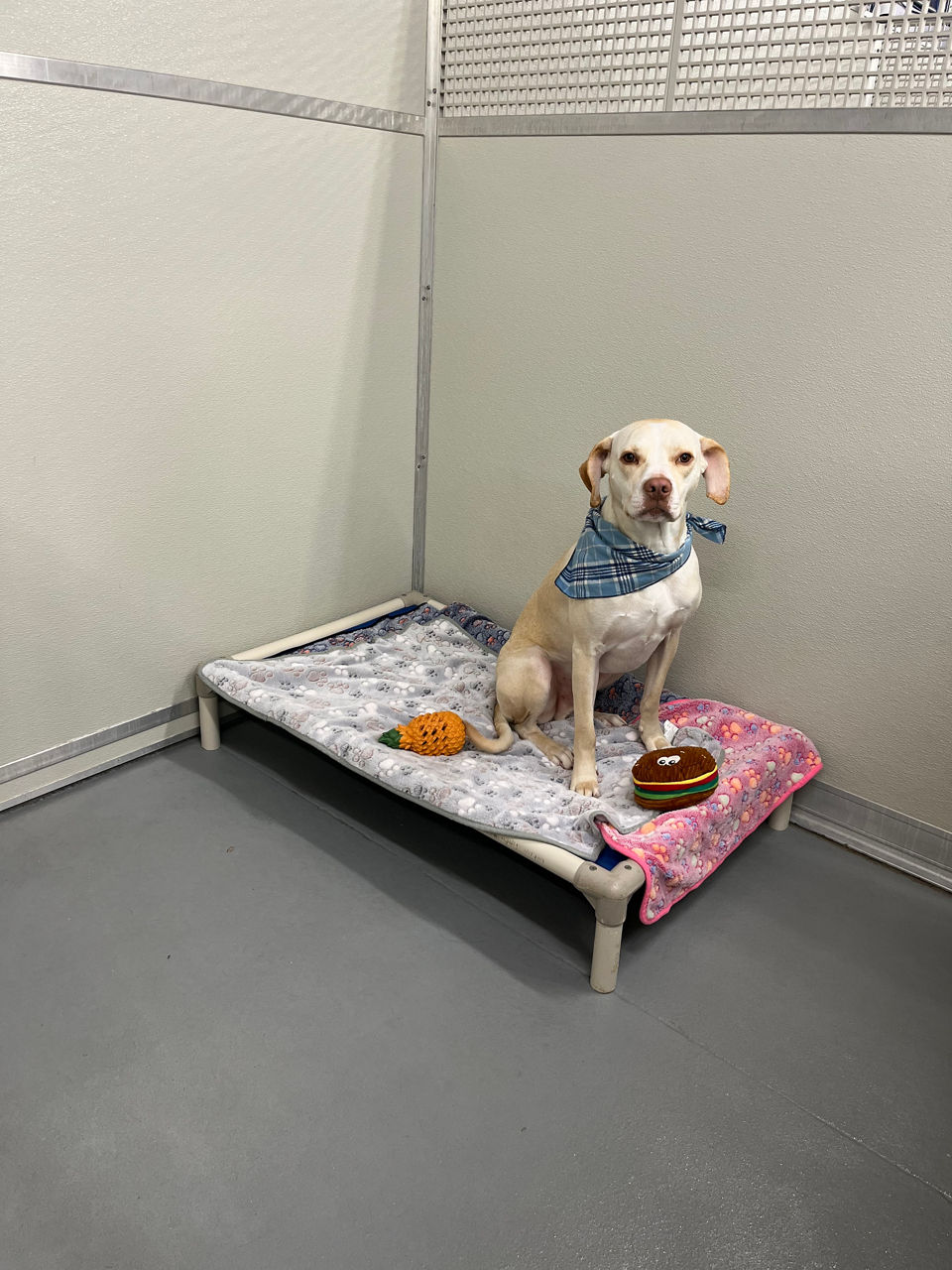 Jack Russell Terrier sitting