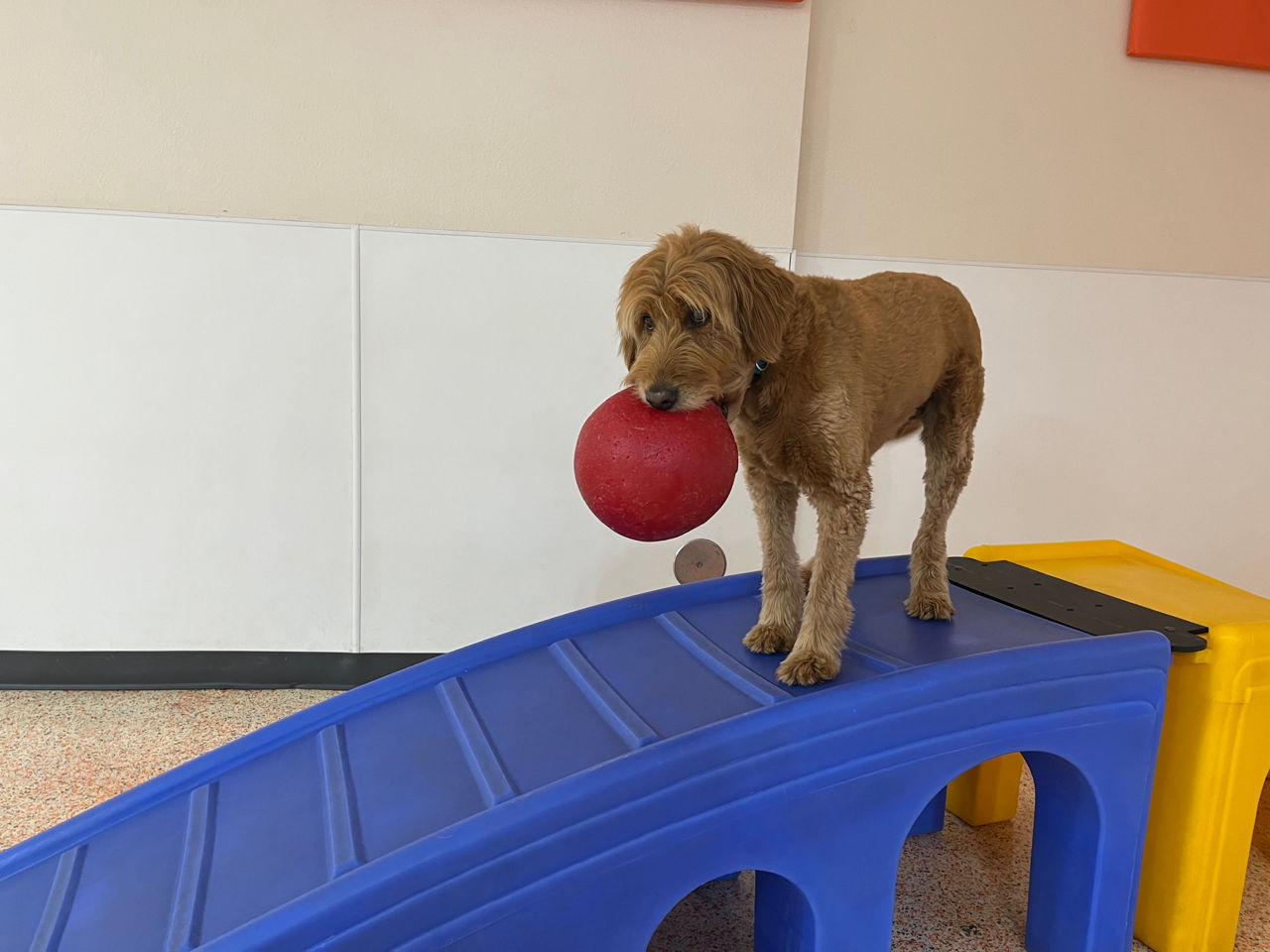 staff-dog-daycare