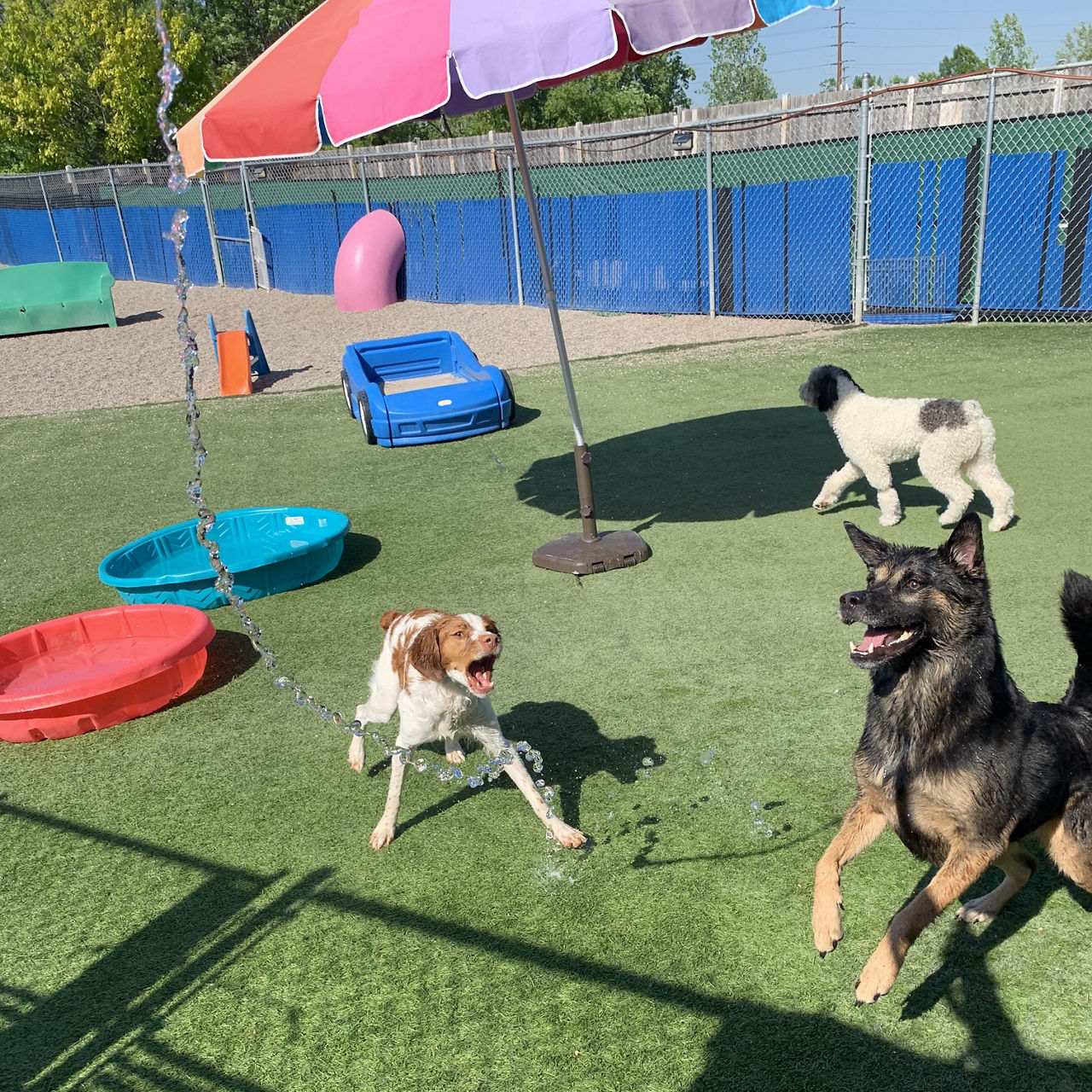 Dogs in playground