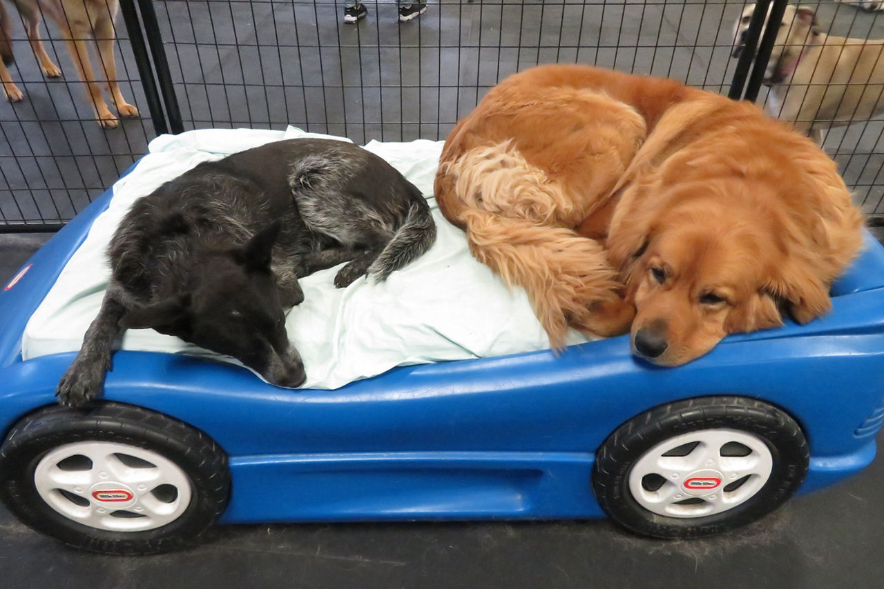 Brown dog yawning while laying in white bed.