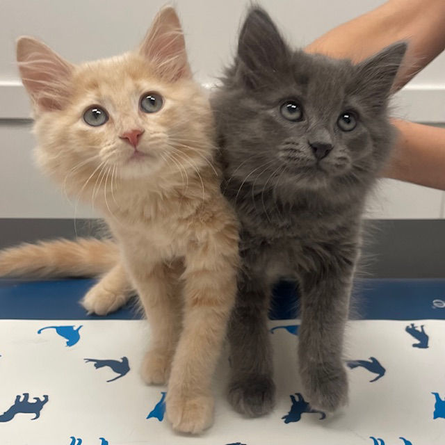 Women looking at her puppy