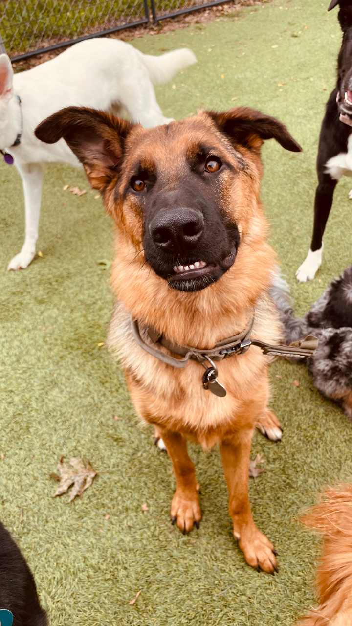 German Shepherd looking at camera.