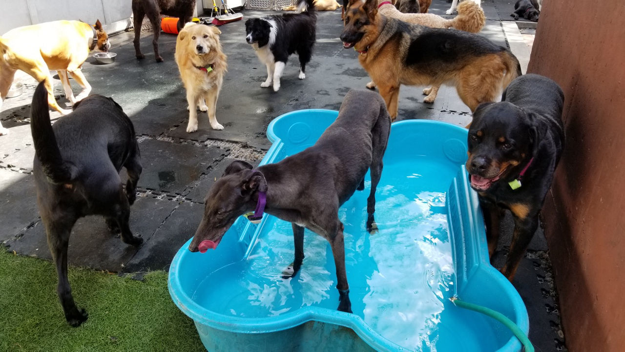 dog playing in park