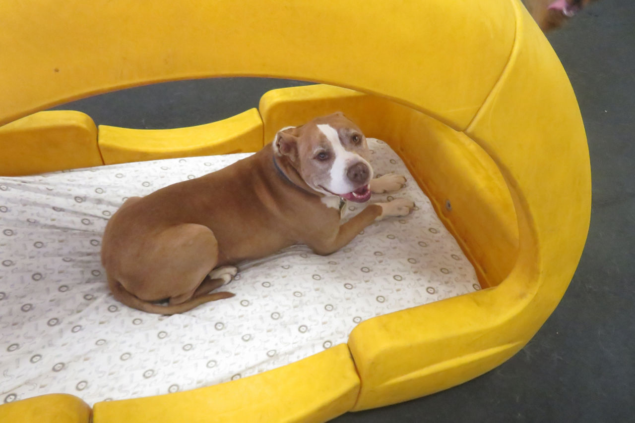 happy black dog on grass 
