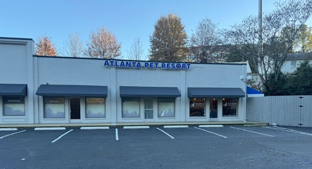 Grey cat being examined