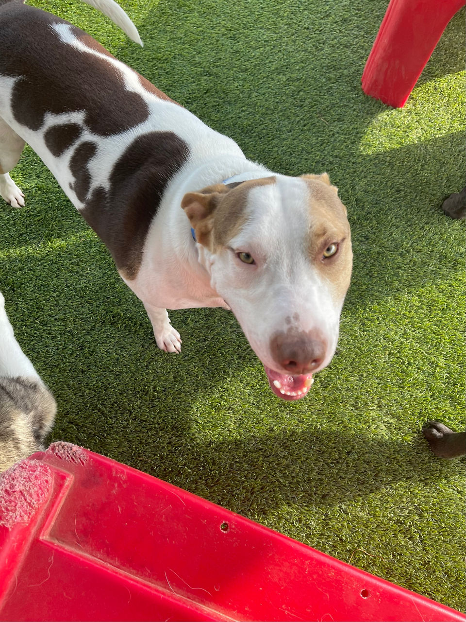 Dog getting their nails trimmed