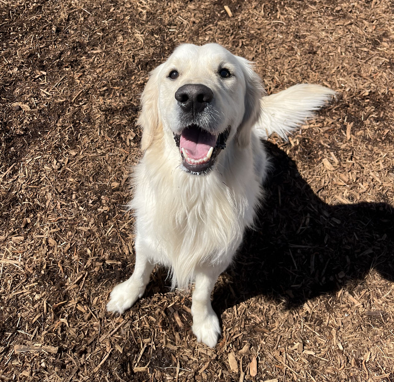 happy dog